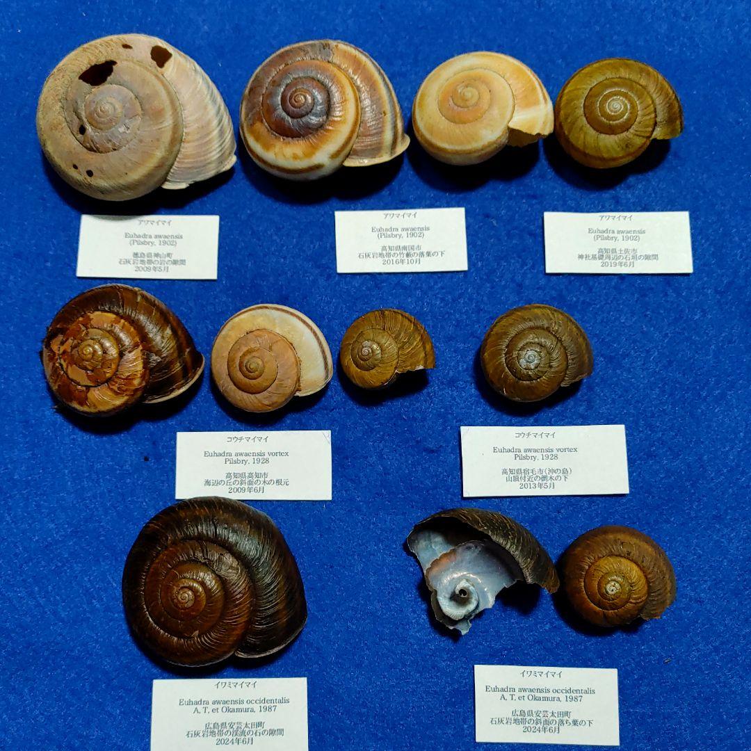 アワマイマイ　カタツムリ　マイマイ　貝殻　標本