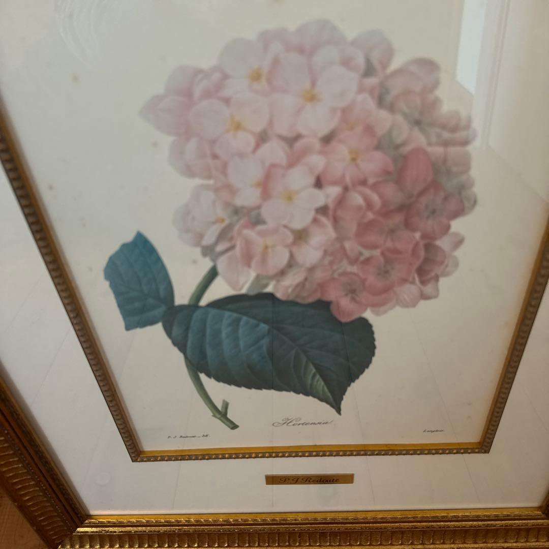 ルドゥーテ　Hortensiaあじさい