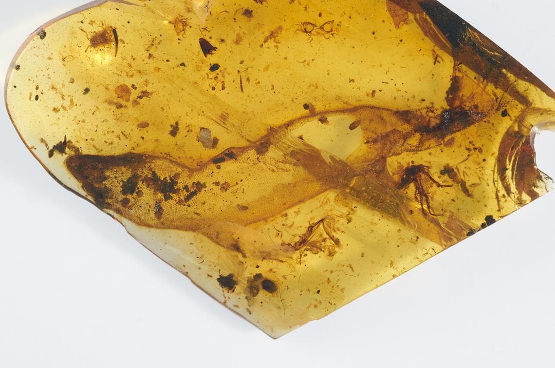 レア極上品 PA0084虫入り琥珀化石　ミャンマーカムティかタナイ9900万年前