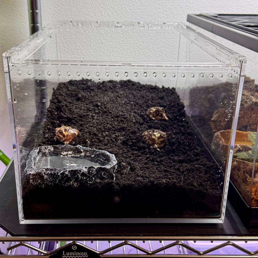 Oh-ちゃん　プラケースXL 2個