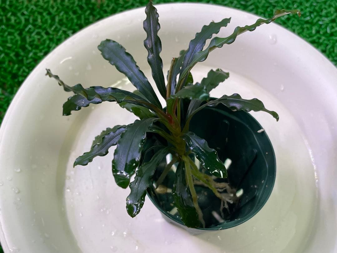 【TB便　2種セット】\"Balai Karangan\"& \"Posuk\"