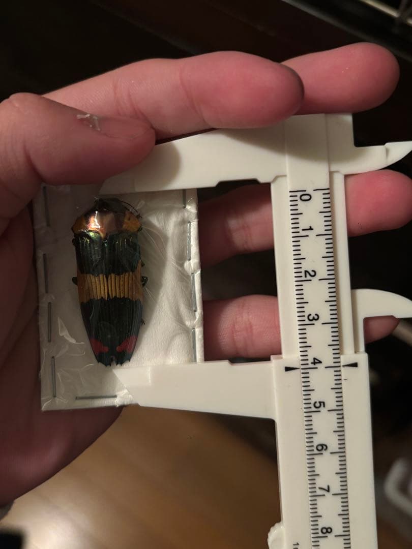 緑　スハンダエオウサマムカシタマムシ　Calodema suhandae 標本