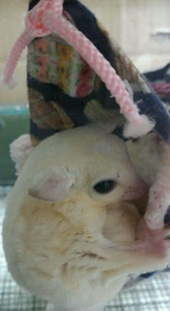 モモンガハウス(カフェ・猫) ボア白   大きいサイズ(家族用) 2200円