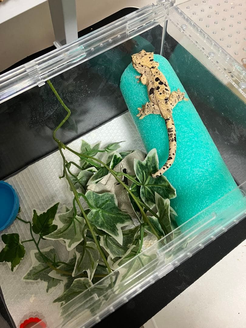 【新品未使用】爬虫類ケージ　ゲージ　アクリル　マグネット　スライド式 4box