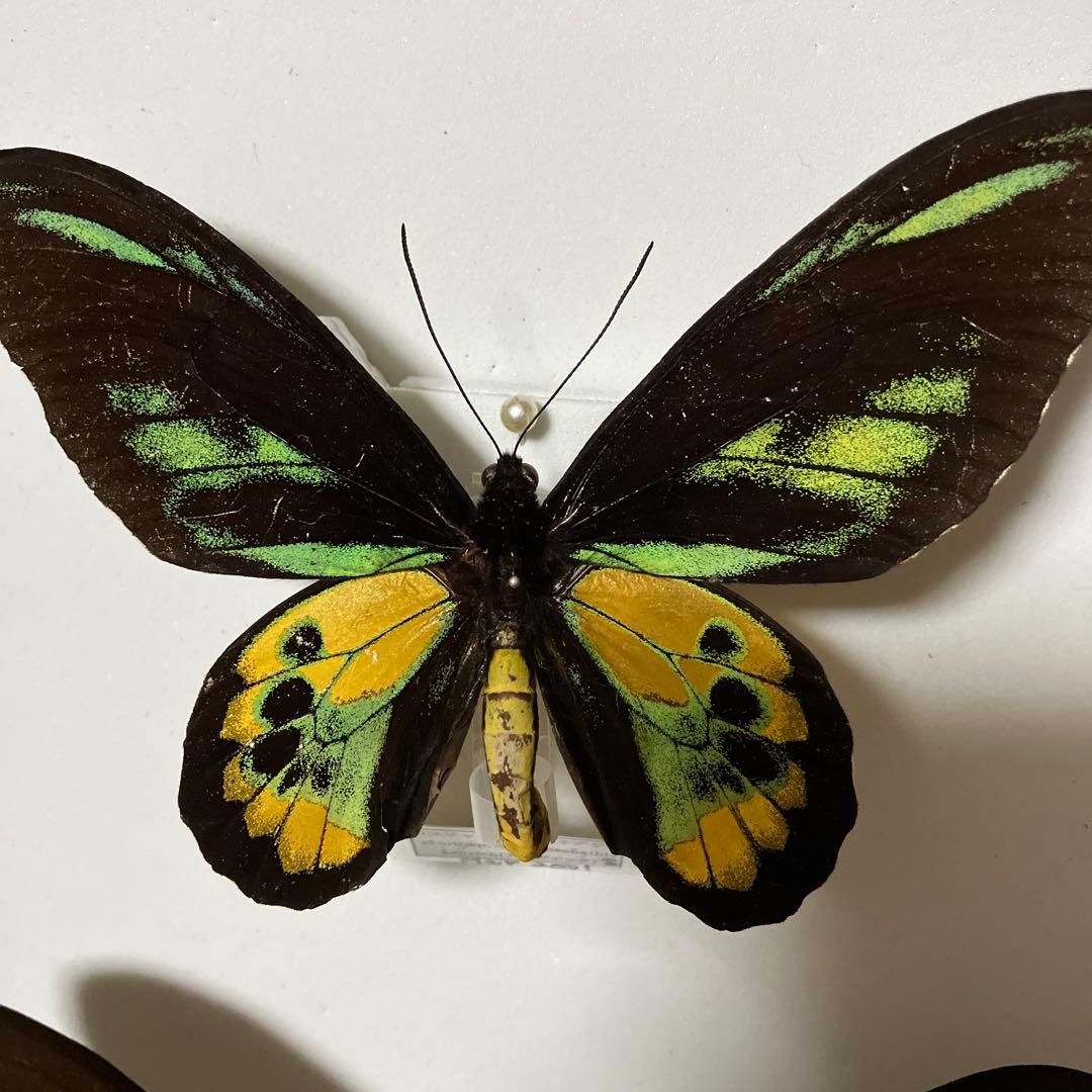 ロスチャイルドトリバネアゲハ♂♀