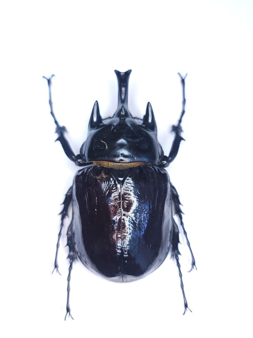 WILD ヤヌスゾウカブト　コロンビア産　(ラミレスゾウカブト)　標本