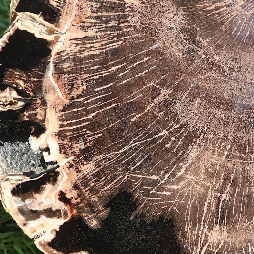 特特特大！珪化木 ペトリファイドウッド 1433g PFW029　 原石 天然石