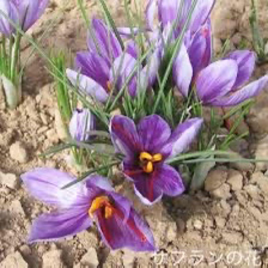 ミッタルティー　サフラン・マサラ・チャイ　印度茶葉100gパウチ袋入り