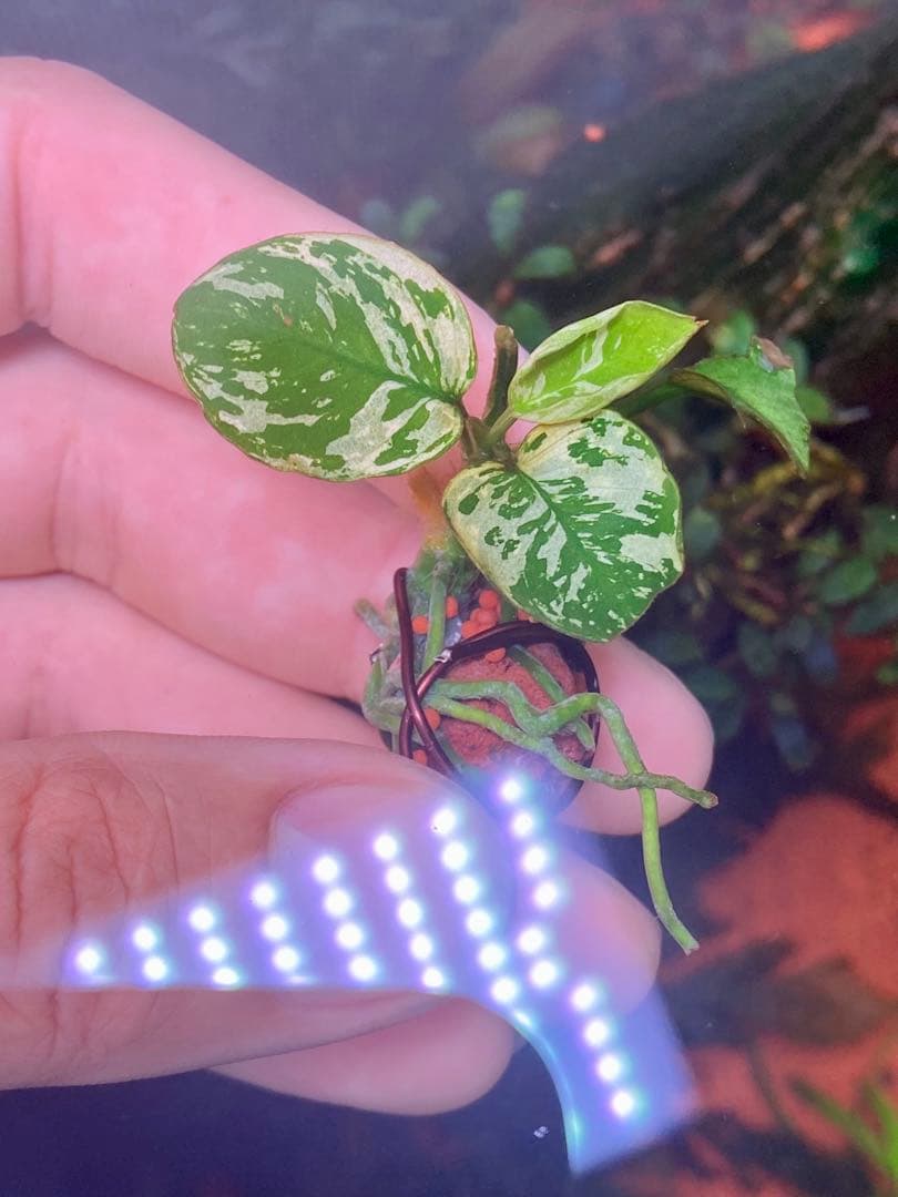 専用　アヌビアスナナ　斑入りキング　6株