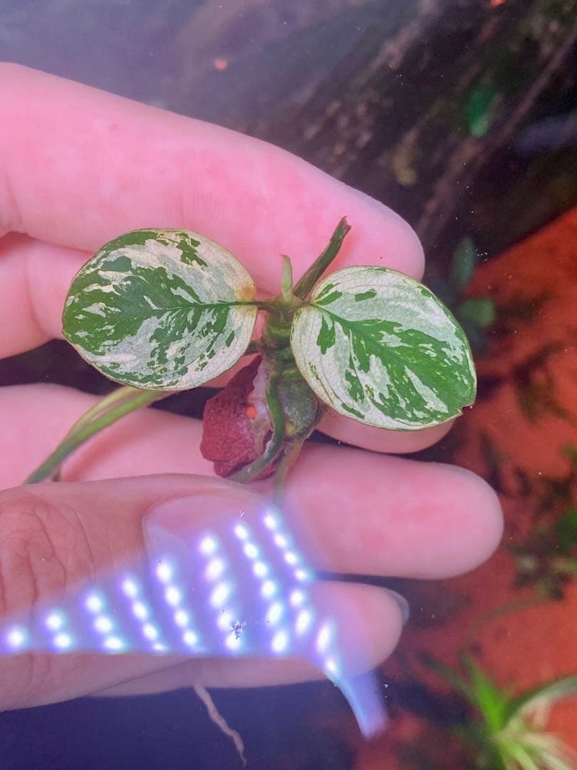 専用　アヌビアスナナ　斑入りキング　6株