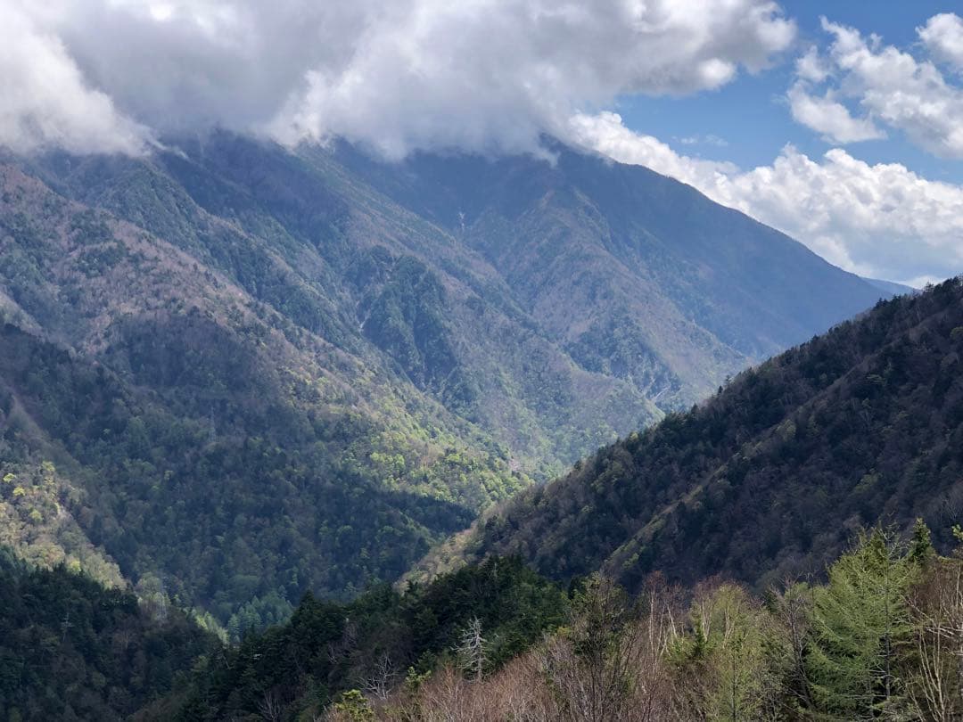 龍さん　100g×10袋 健康長寿の川根茶　農家直売　静岡茶