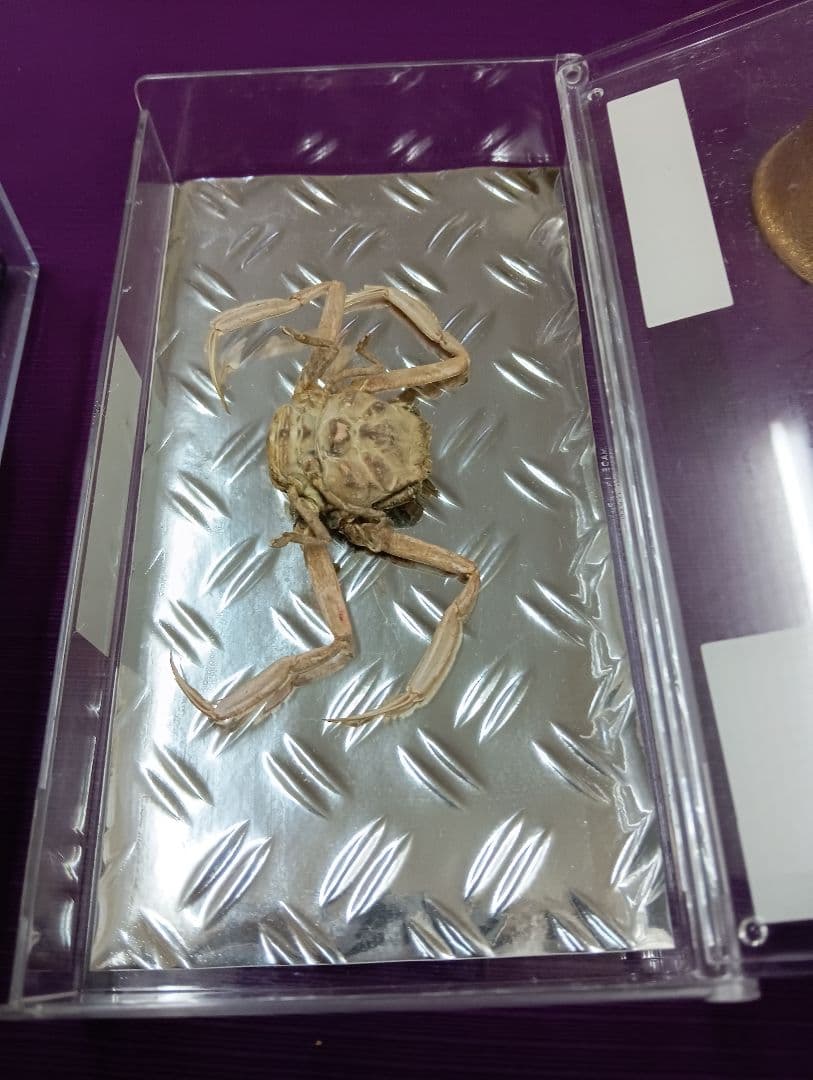 四国太平洋高知県産稀少平家蟹（蜘蛛蟹）サムライ蟹＆タコノマクラリアル標本セット