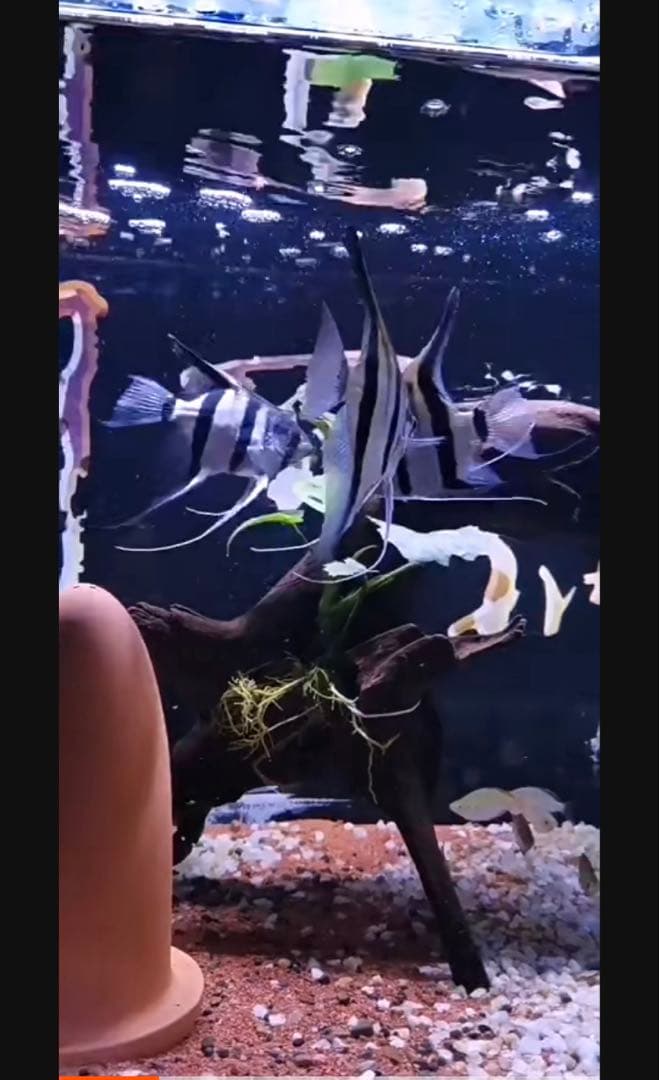 20Lろ材水質浄化抜群濾過フィルター自社製高品質セラミックリング送料込み即時発送