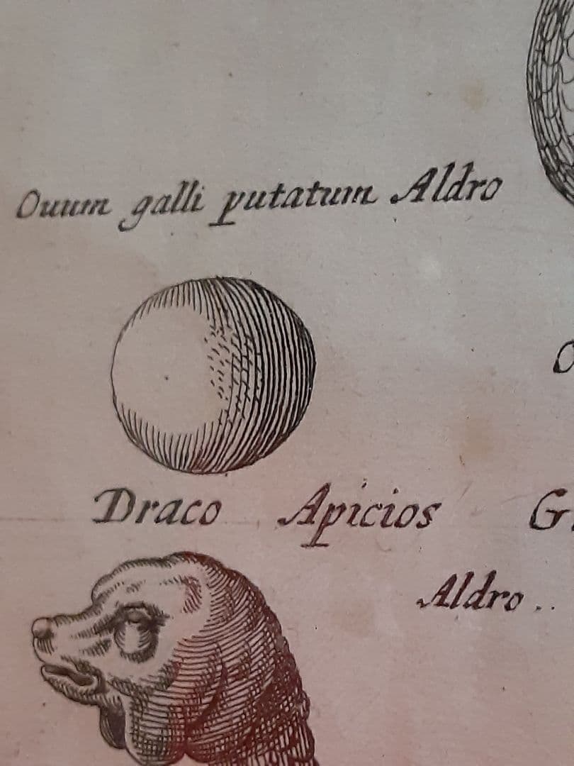 ヨンストンヒュドラ銅板画