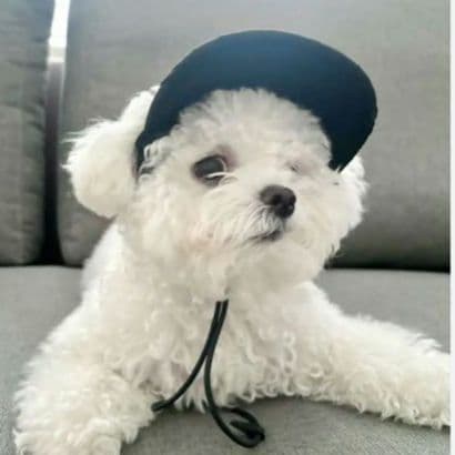 【激カワ】【miumiu】犬用 帽子ドッグキャップ ハット サンバイザー 黒