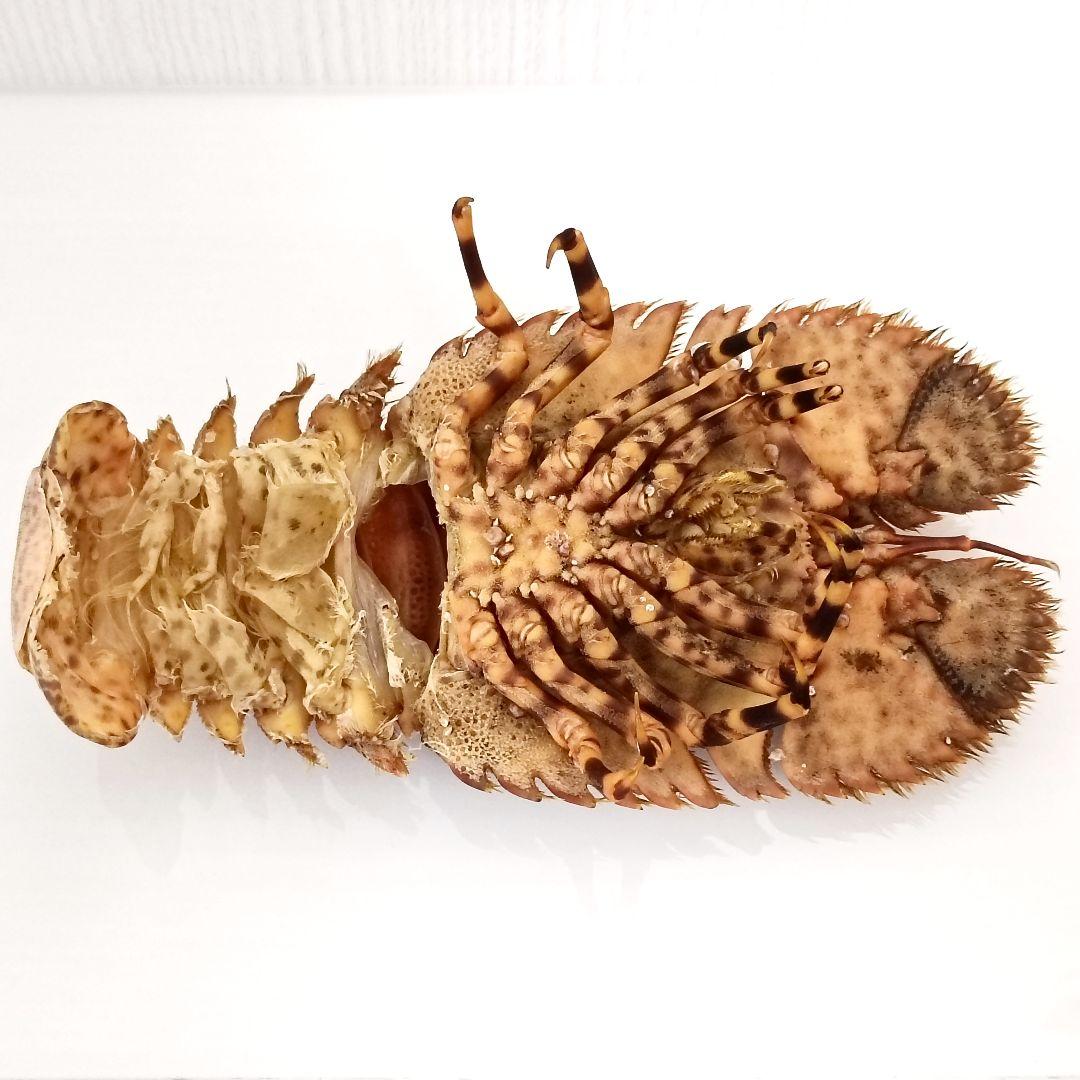 極美品【1点物】セミエビ 乾燥標本 色彩保存標本 関節可動