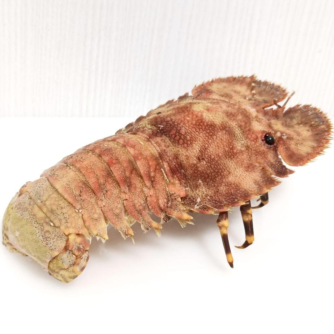 極美品【1点物】セミエビ 乾燥標本 色彩保存標本 関節可動