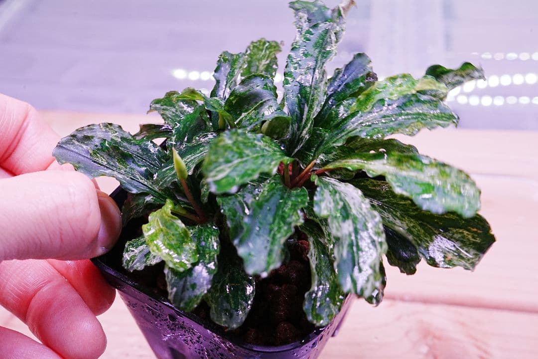 ブセファランドラsp. グリーンウェービー 斑入り バリエガータ　水上葉　無農薬