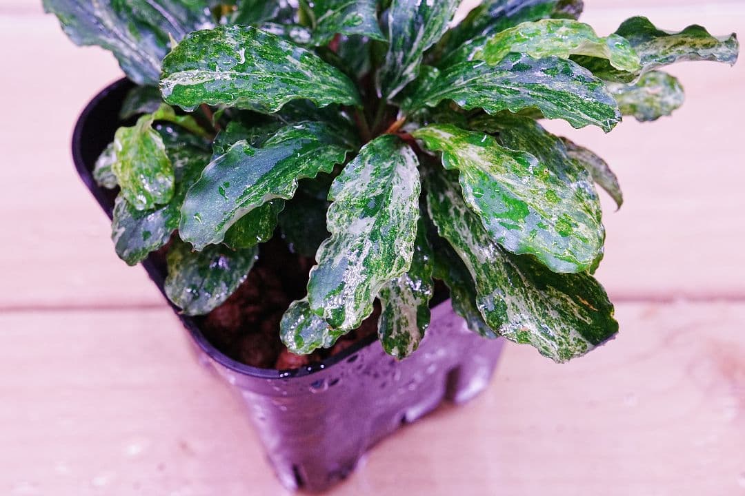 ブセファランドラsp. グリーンウェービー 斑入り バリエガータ　水上葉　無農薬