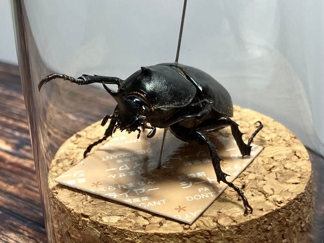 【Glass Beetleヤマトカブトムシ標本 GB-002】