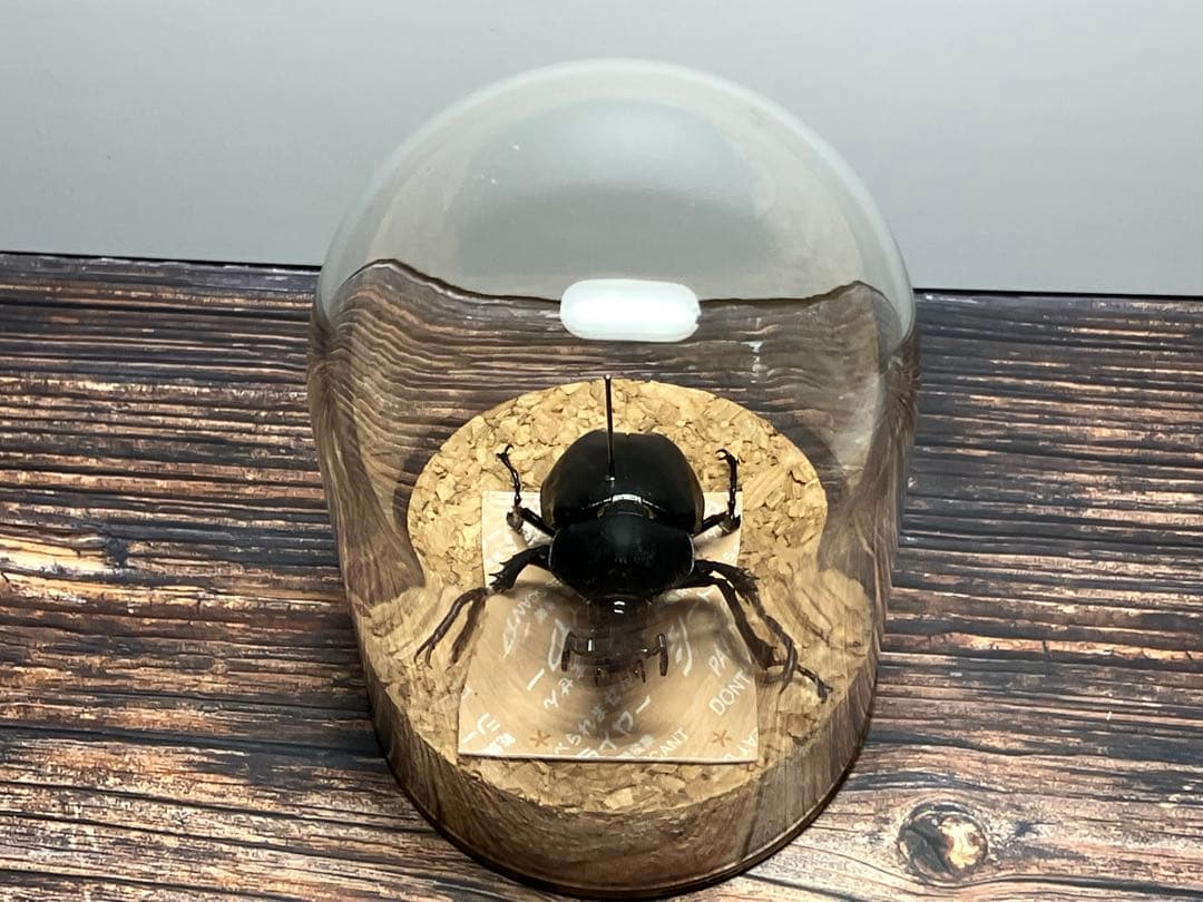 【Glass Beetleヤマトカブトムシ標本 GB-002】