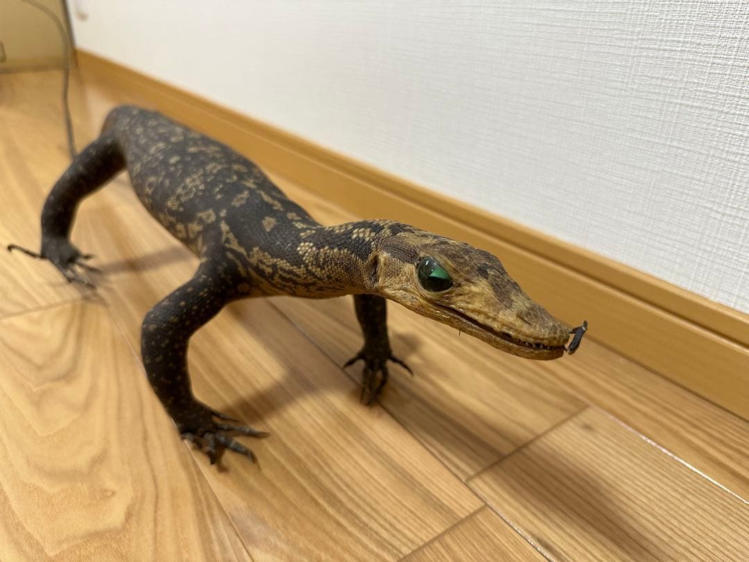 サルバトールモニターミズオオトカゲ剥製