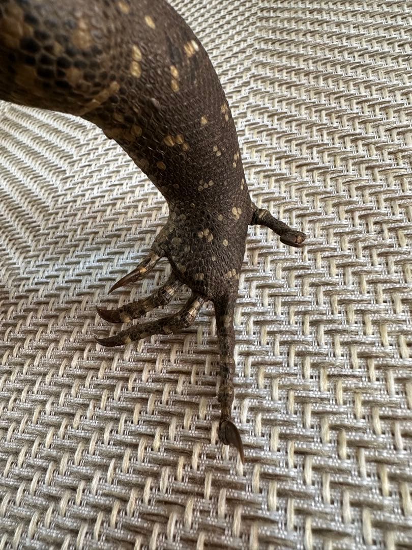 サルバトールモニターミズオオトカゲ剥製