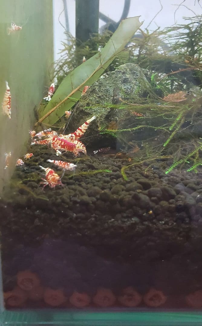 ぐんぐん玉 × ビーシュリンプ飼育用（磁性かんらん岩ボールメダカや金魚にも最適