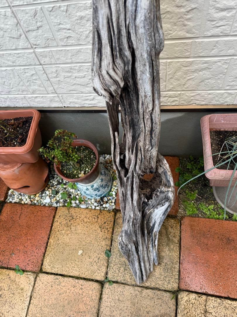 特大流木　流木 レイアウト用品 約143×cm 流木 店舗装飾