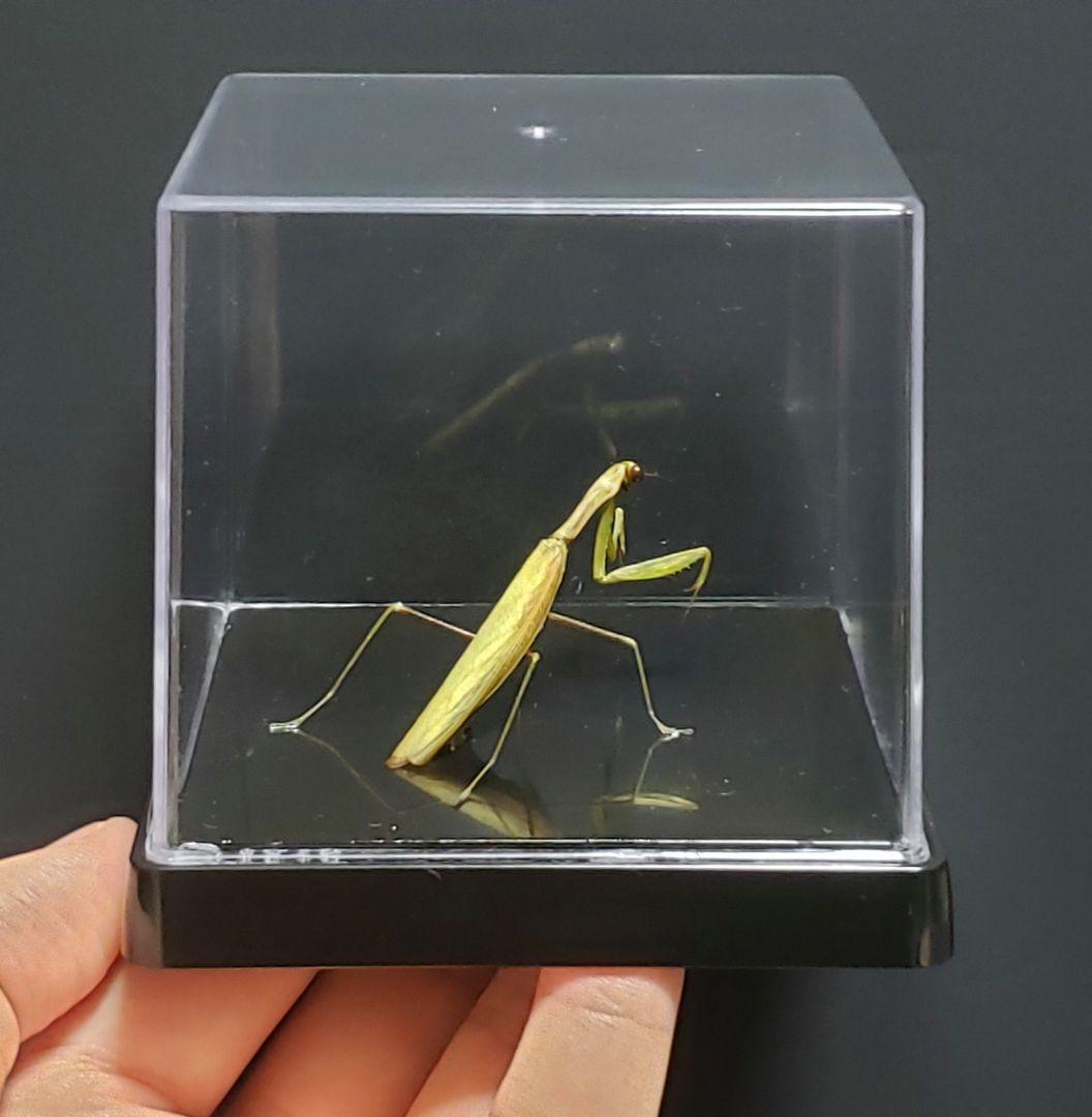 くなりみい出品 立体標本5点