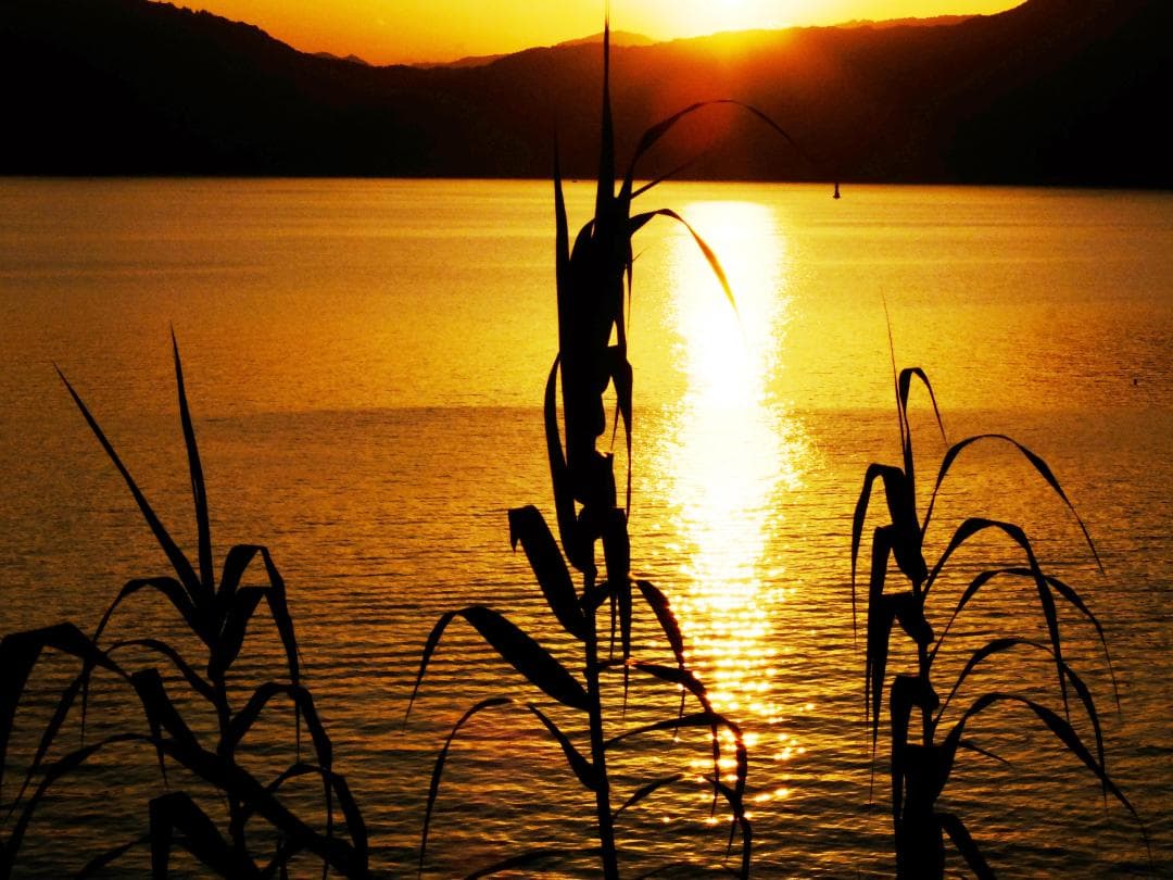 Fujifilm X20 コンパクトデジタルカメラ　ネイビーリザード張替済