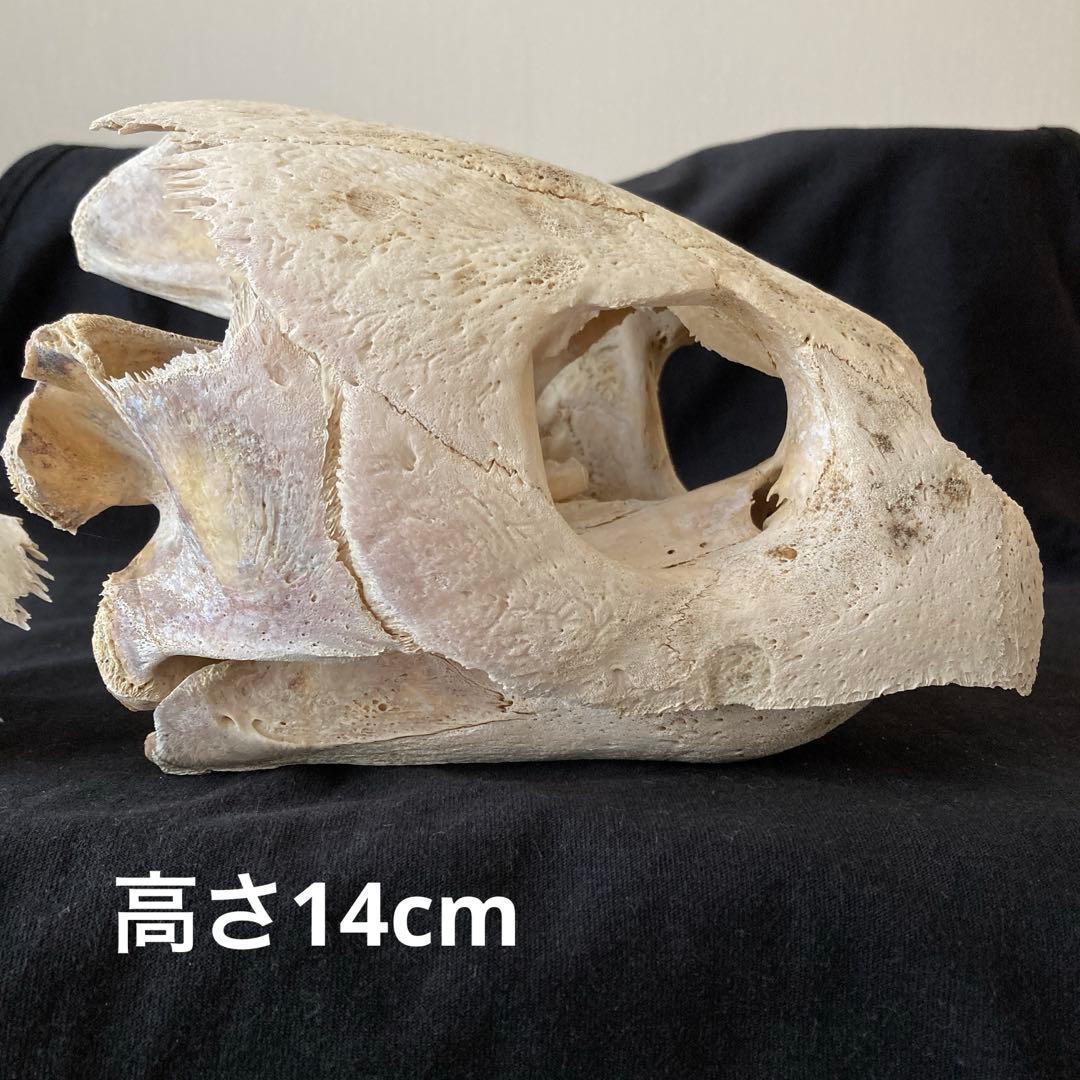 アカウミガメの頭骨、頸椎、クチバシ