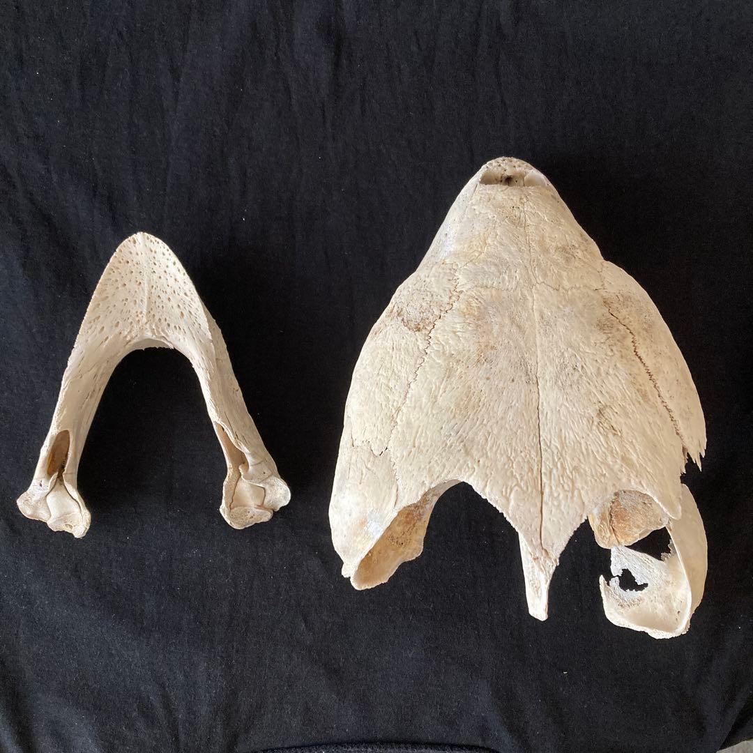 アカウミガメの頭骨、頸椎、クチバシ