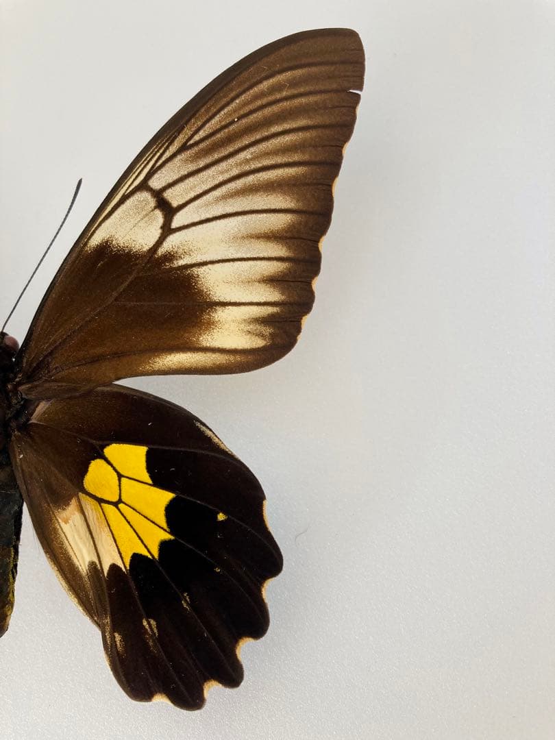 チモールキシタアゲハ（1ペア・チモール）