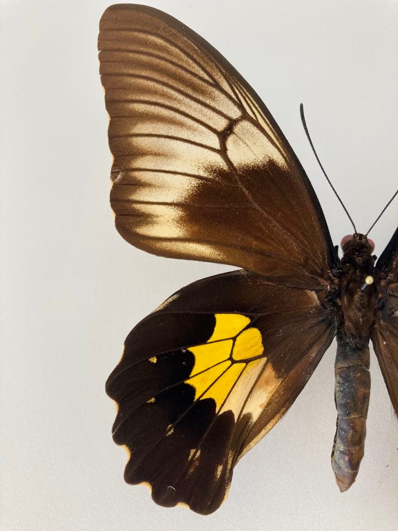 チモールキシタアゲハ（1ペア・チモール）