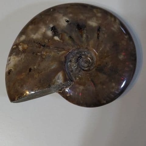 アンモナイト化石  555グラムBIG