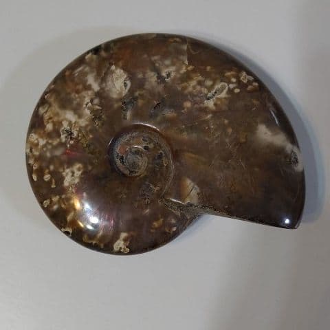 アンモナイト化石  555グラムBIG