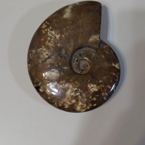 アンモナイト化石  555グラムBIG