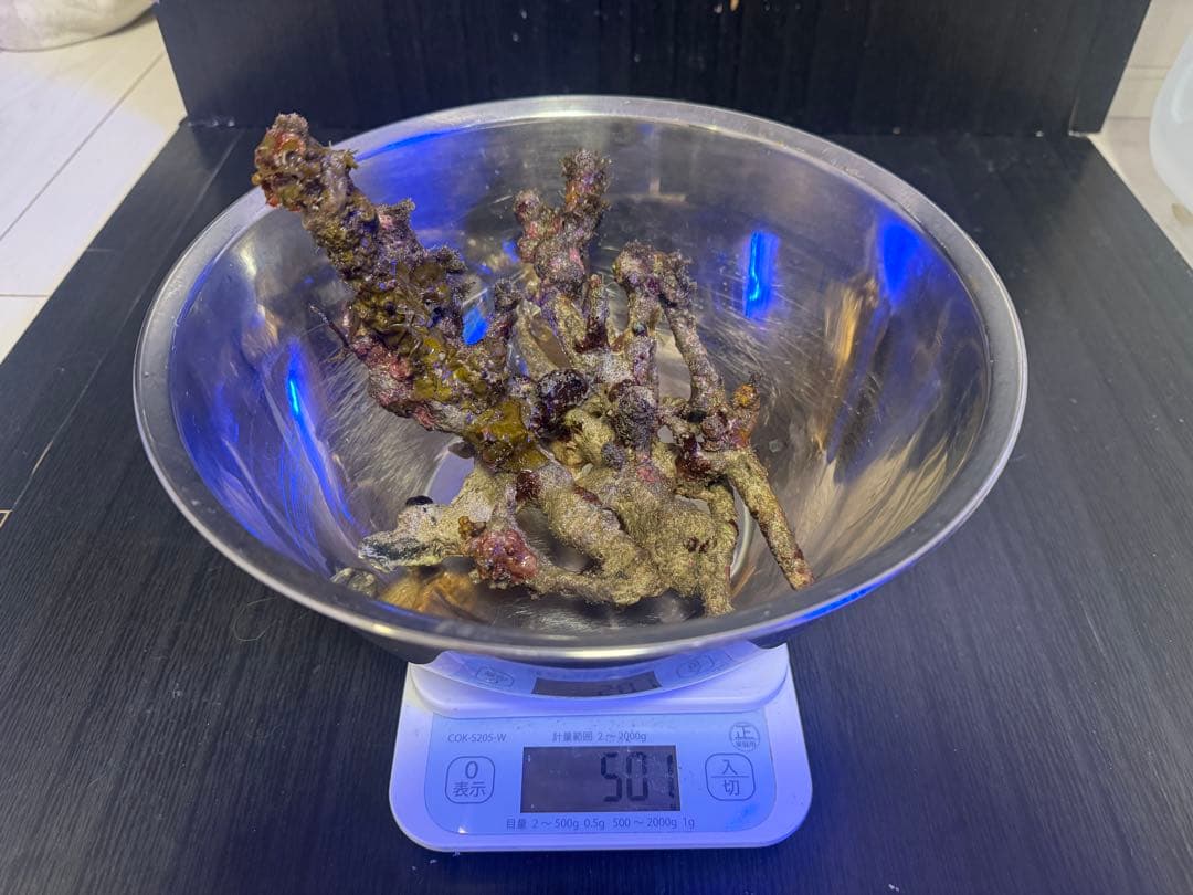 天然ライブロック 4個