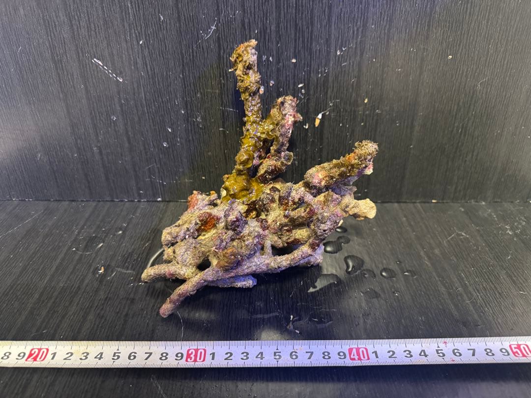 天然ライブロック 4個