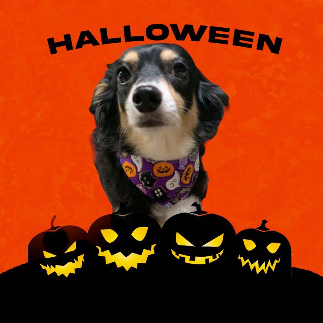 犬ネコ用リバーシブルバンダナ★着用イメージ写真★