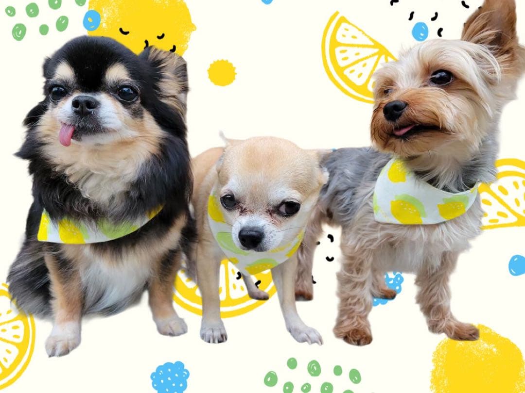犬ネコ用リバーシブルバンダナ★着用イメージ写真★