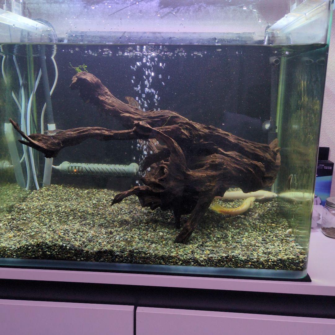 水槽用流木ダークブラウン沈水済み