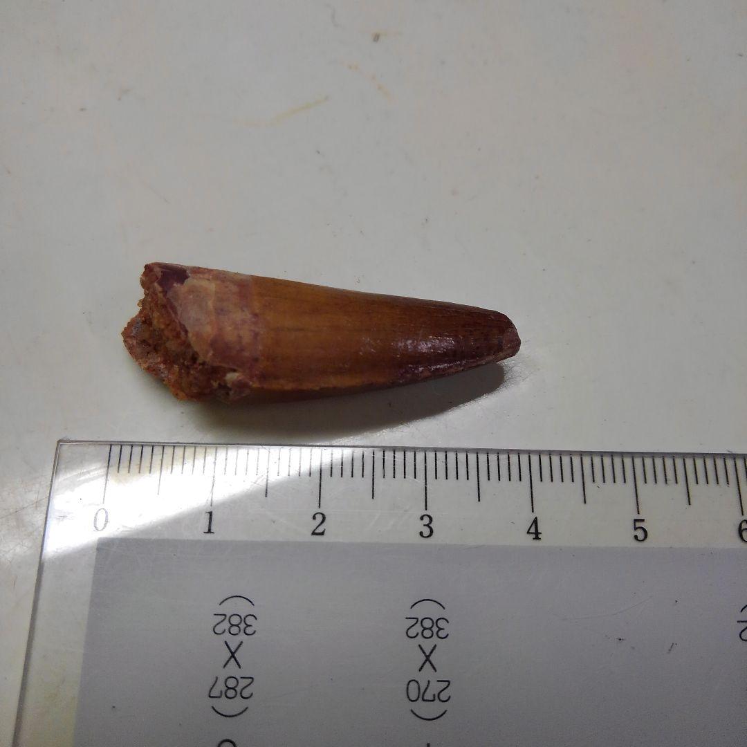 スピノサウルス　本物　化石　歯　標本