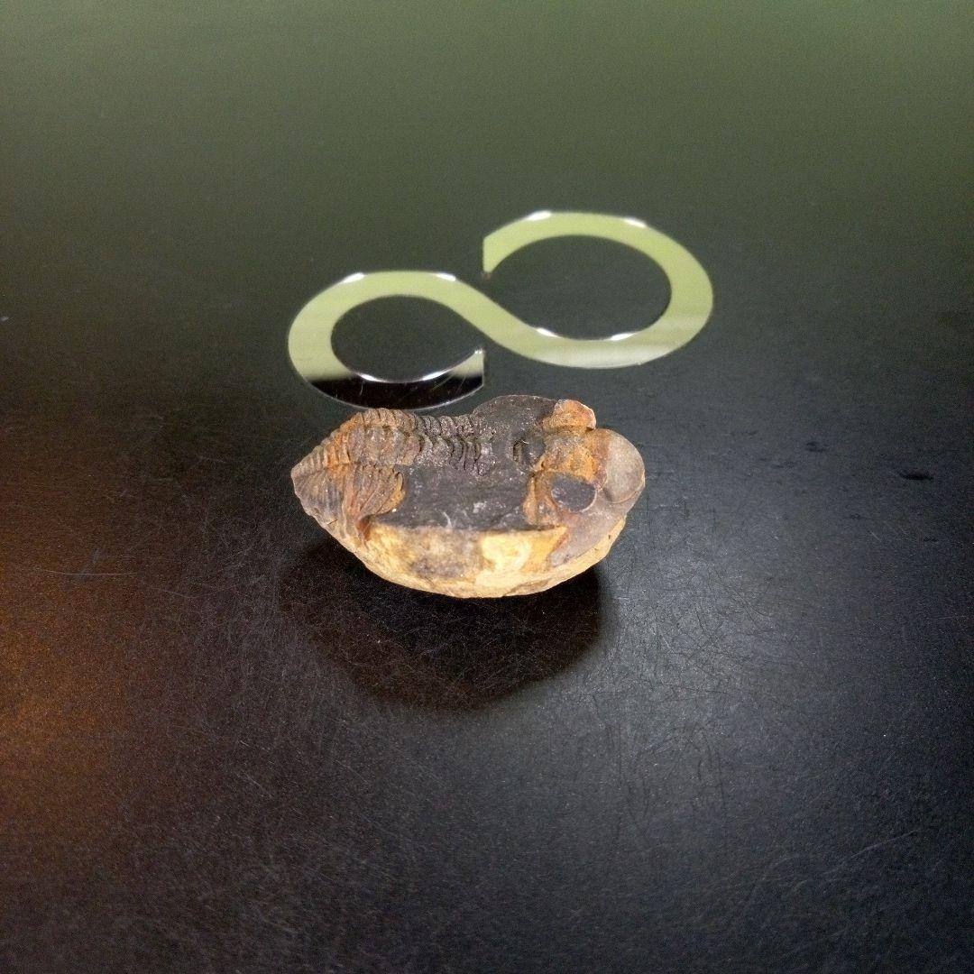 三葉虫　化石　fossil　ボリビア産　trilobite　南アメリカ化石郡②