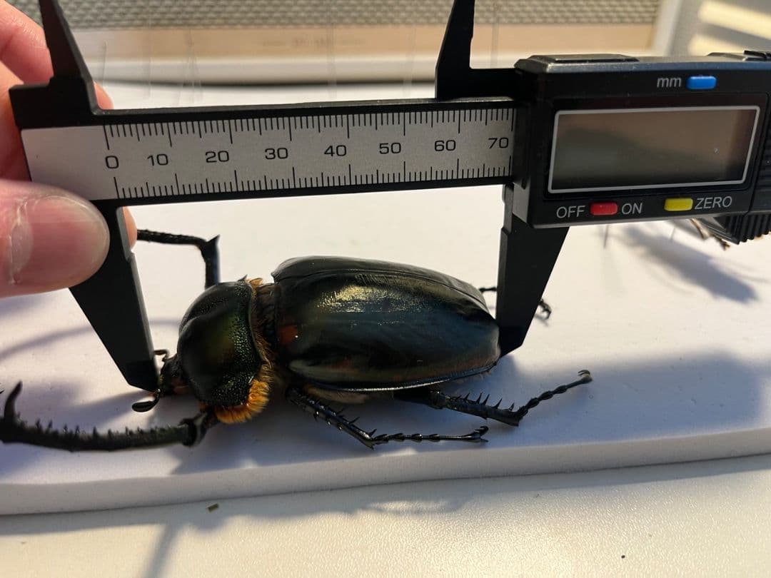 【European】ヤンソニーテナガコガネ　カメムシサシガメ甲虫昆虫標本ハムシ