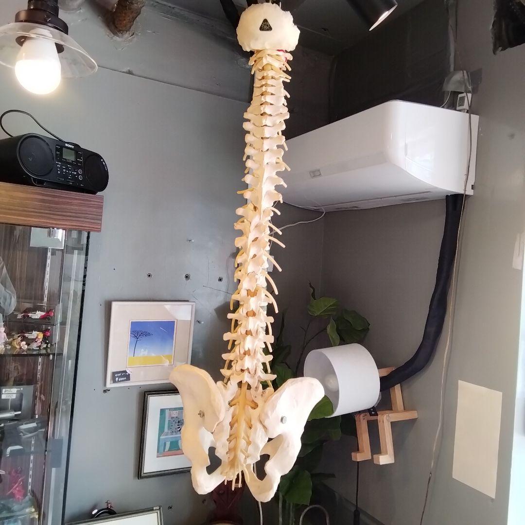 教育用 吊るし脊髄模型