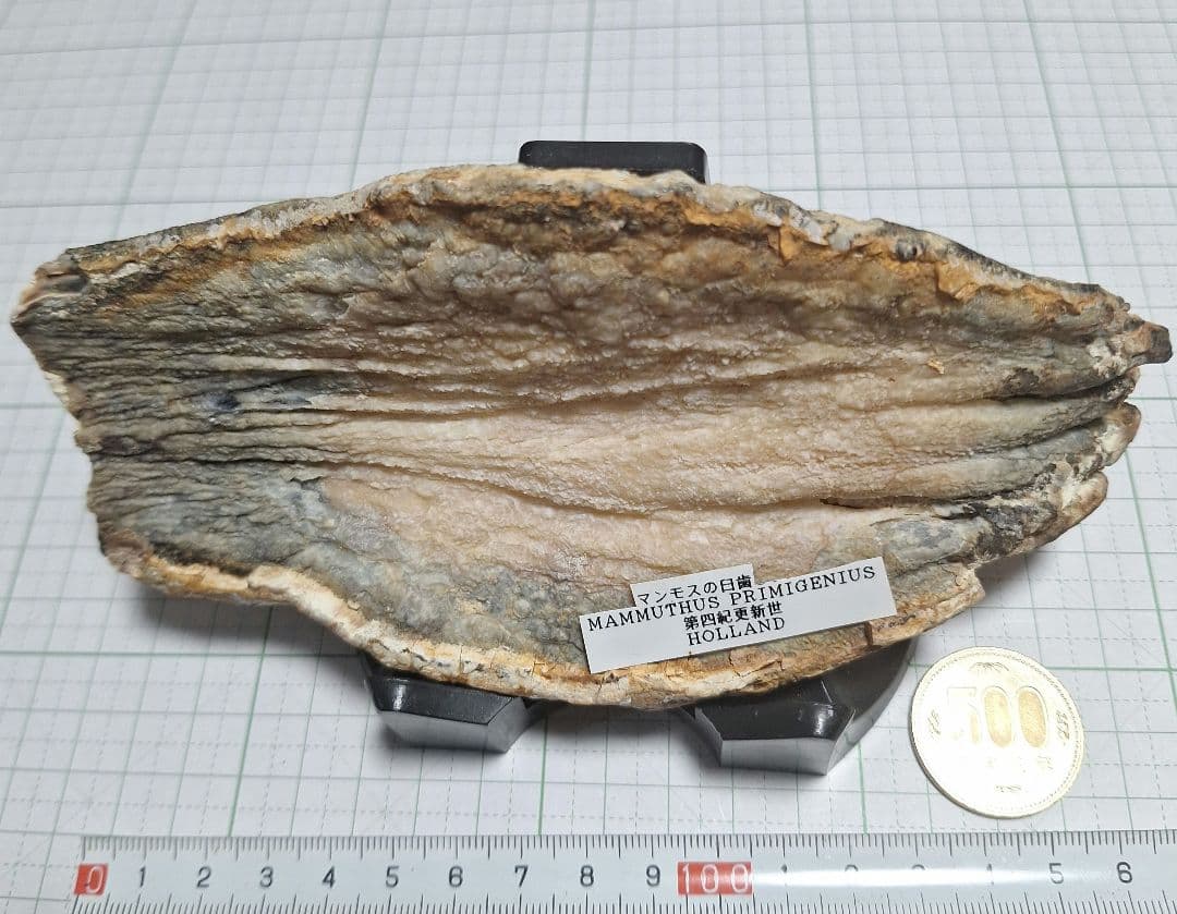 ☆マンモスの臼歯 化石 長いところ約16.5cm/約219.8gになります。