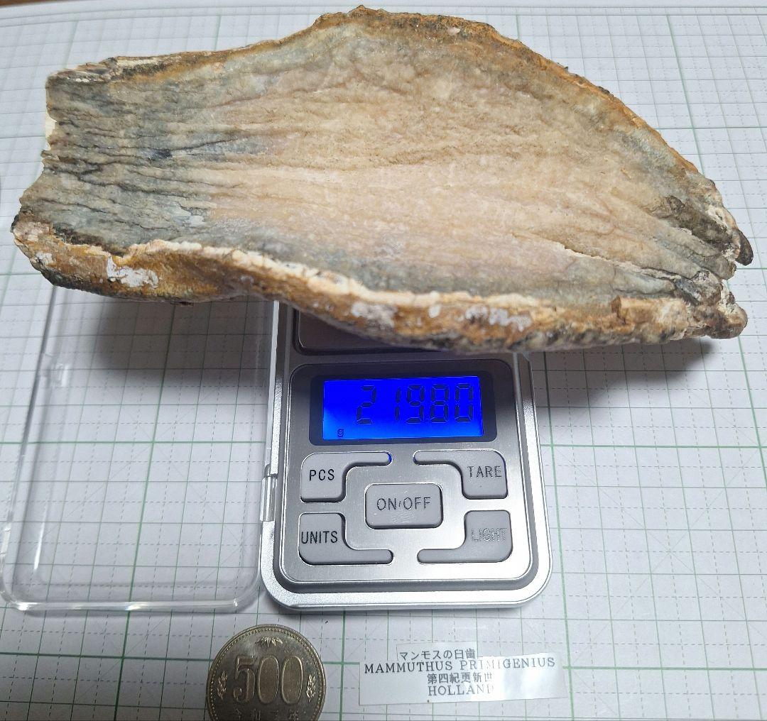 ☆マンモスの臼歯 化石 長いところ約16.5cm/約219.8gになります。