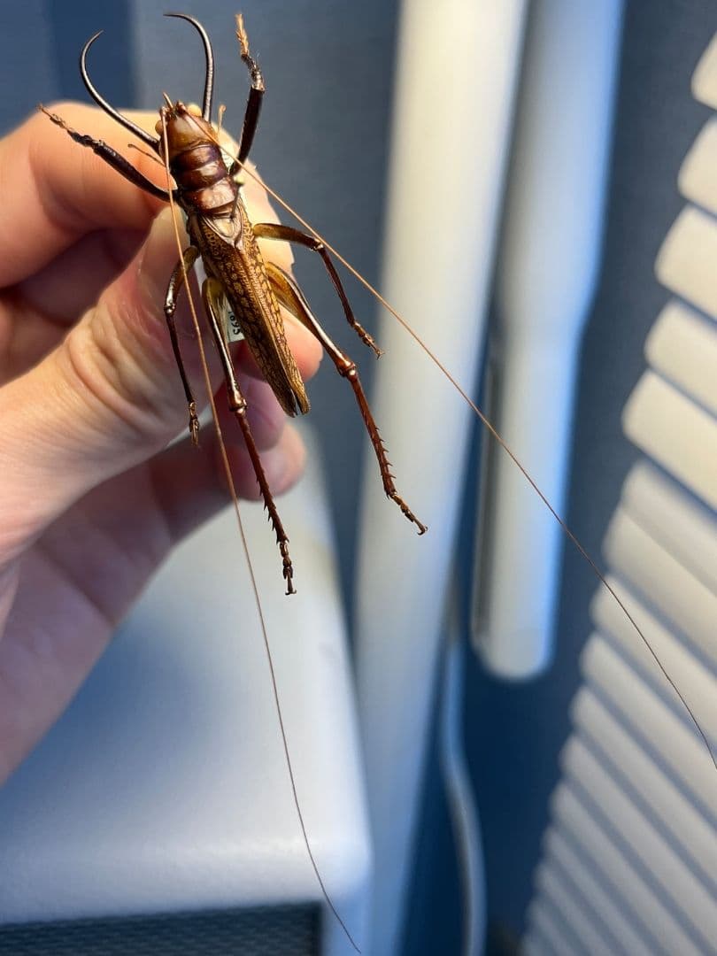 【極美展足】クワガタキリギリス 化け物キリギリス 昆虫標本 ウェタ バッタ